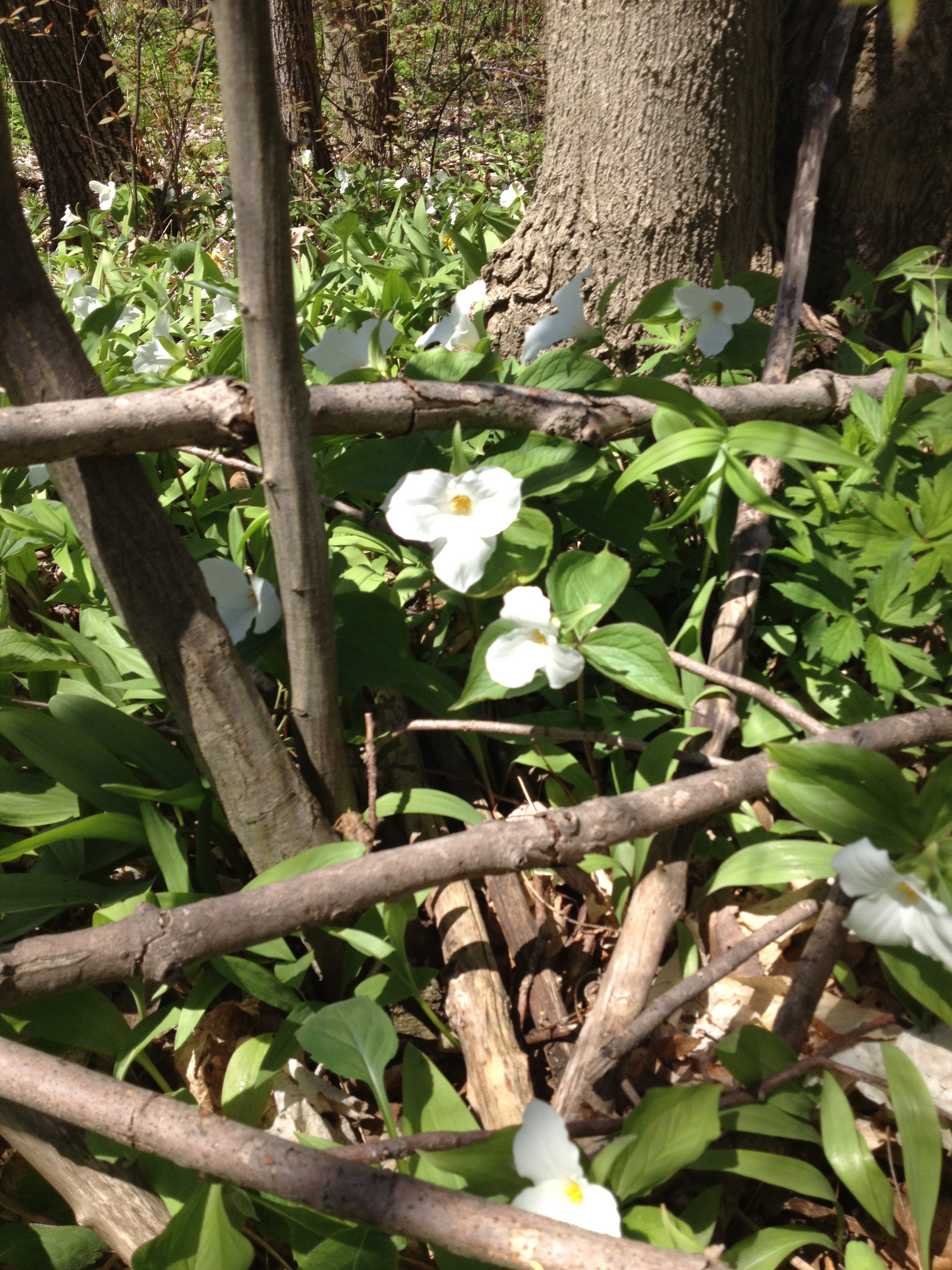 Trillium season in Toronto
