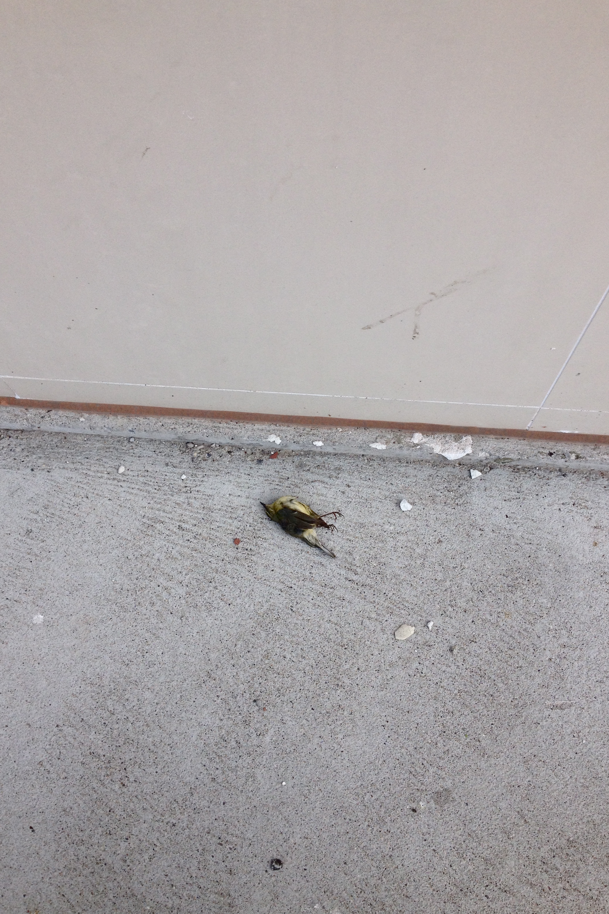 Hmmm. Mortal after all.